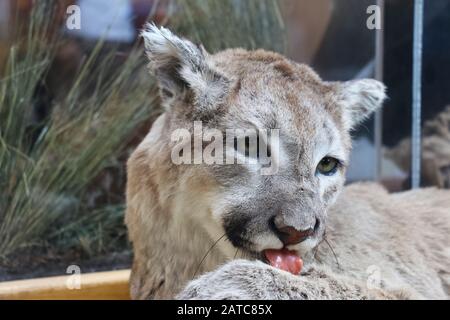 Mountain lion taxidermy realistic looks alive licking paw showing tongue looking away closeup headshot natural pose also called puma, panther, cougar Stock Photo