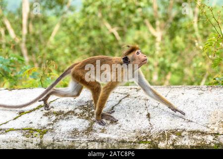 The monkey runs along the wall of the ancient Buddhist rock temple in Mulkirigala, Sri Lanka. Stock Photo