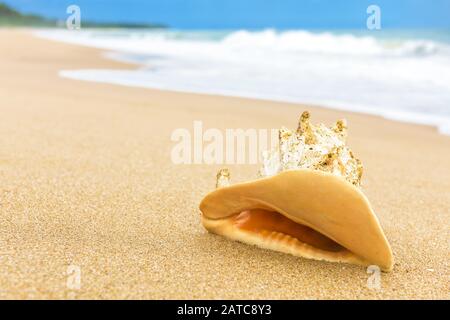 Beautiful big shell on the tropical beach with surf Stock Photo