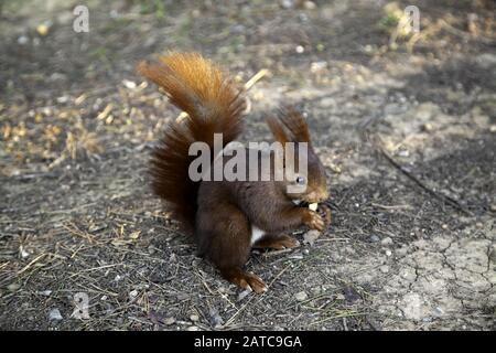 Squirrel in forest, animals in freedom, rodents, nature Stock Photo
