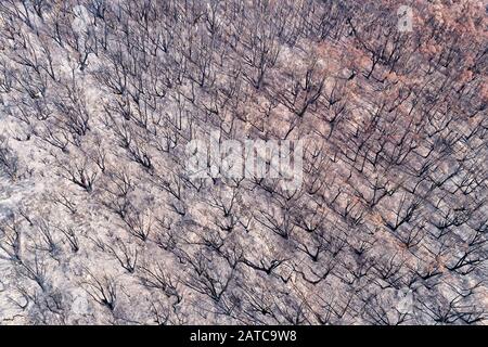 Top down aerial view over burnt gum tree woods in BLue Mountains of Australia. Stock Photo