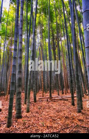 Tall straight bamboo plants in Bamboo Grove Arashiyama area of Kyoto city, Japan. Popular natural park.