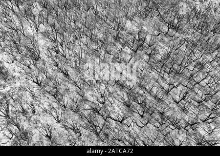 Colourless top down aerial view over burnt gum tree woods in BLue Mountains of Australia.Covered by ash. Stock Photo