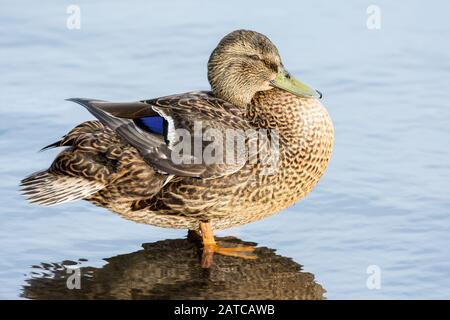 Female Mallard Anas platyrhynchos standing in shallow water Stock Photo