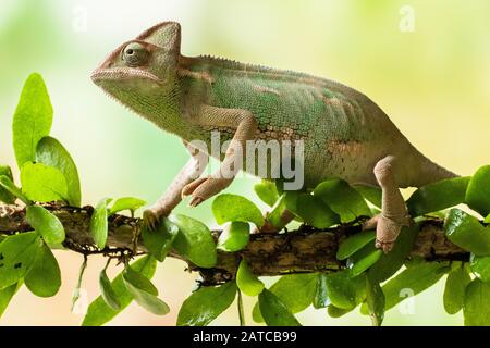 Veiled chameleon on a branch, Indonesia Stock Photo