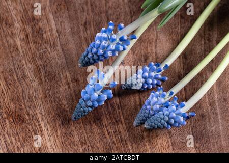 Five grape hyacinths on a wooden surface. Stock Photo