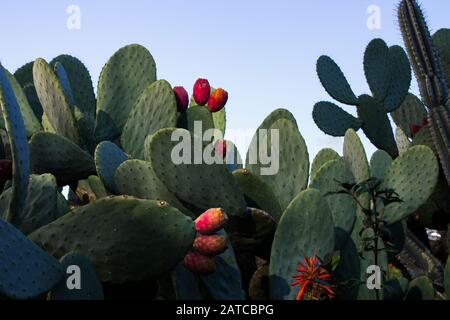 Still life image of prickly pear fruits and leaves of various cactus plants. Concept for gardens in temperate climate. Stock Photo