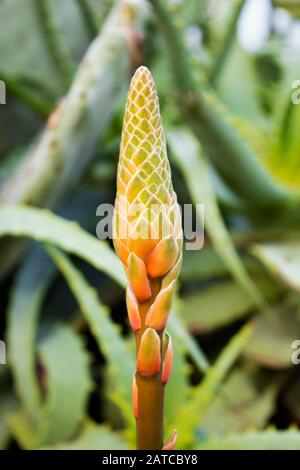 Close up still life image of a Flower bud of Aloe Vera, beautiful orange and green colors with yellow edges. Stock Photo