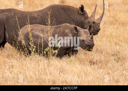 Black Rhinoceros (Diceros bicornis) mother and calf feeding on the savannah in Lewa Wildlife Conservancy, Kenya Stock Photo