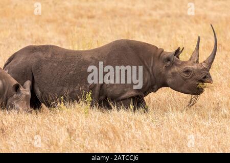 Black Rhinoceros (Diceros bicornis) mother and calf in Lewa Wildlife Conservancy, Kenya Stock Photo