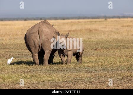 Southern White Rhinoceros (Ceratotherium simum simum) mother and calf on the savannah in Ol Pejeta Conservancy, Kenya Stock Photo