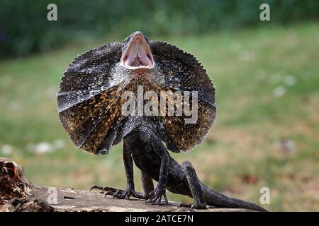 Frill-necked Lizard hissing, Indonesia Stock Photo