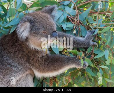 Koala sitting in a tree eating gum leaves, Australia Stock Photo