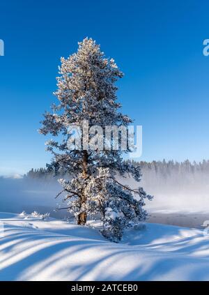 A snow-covered spruce tree in winter. Yellowstone National Park, Wyoming, USA Stock Photo