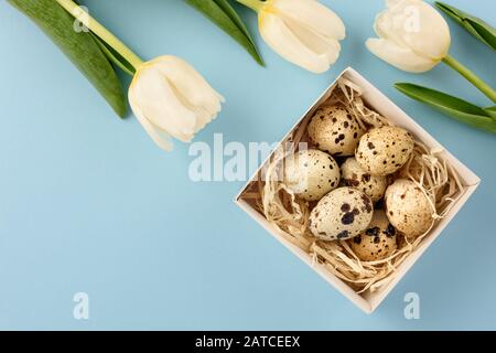Easter still life. Box with quail eggs and tulips on a blue background. Copy space. Stock Photo