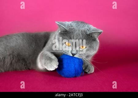 Cute grey British cat playing with a blue wool ball. Fat funny British cat on a pink background. Stock Photo