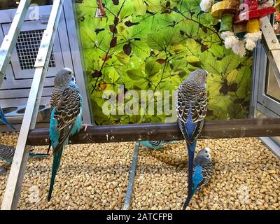 Parakeets from clearance petsmart