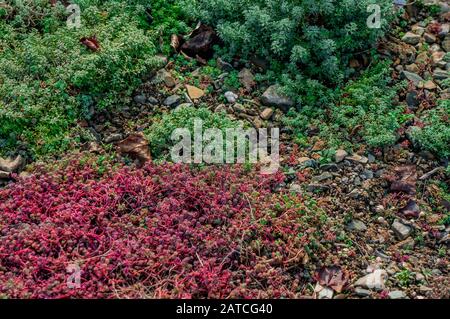 Nature backdrop of small red vibrant succulents and bright green moss growing over gravel. Summer seasonal theme and warm colours in sunlight Stock Photo