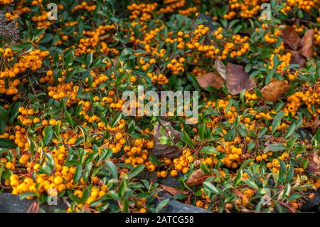 Small yellow berry background with focus in the middle. Clusters of berries covering dark grey rocks in bright daylight. Shot at the Botanical gardens Stock Photo
