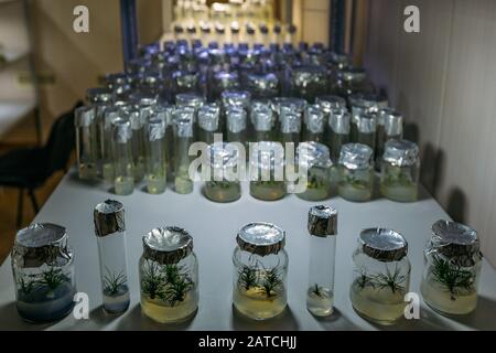 Cloned micro plants in test tubes with nutrient medium. Micropropagation technology in vitro Stock Photo