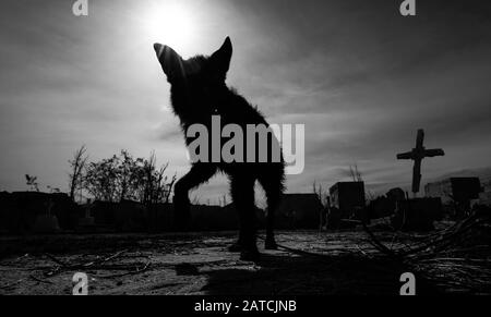 A silhouette of an animal in a scary cemetery. It look like a wolf. Stock Photo