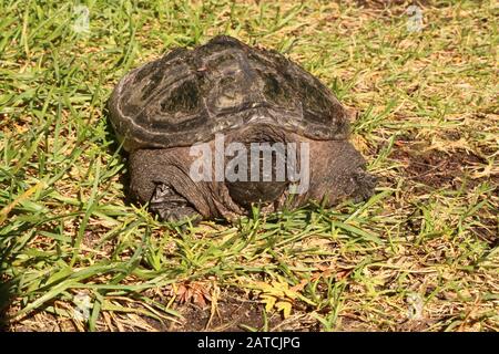Adult Snapping Turtle Stock Photo