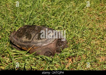 Adult Snapping Turtle Stock Photo
