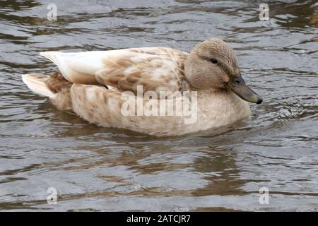 Leucistic Mallard Hen Stock Photo