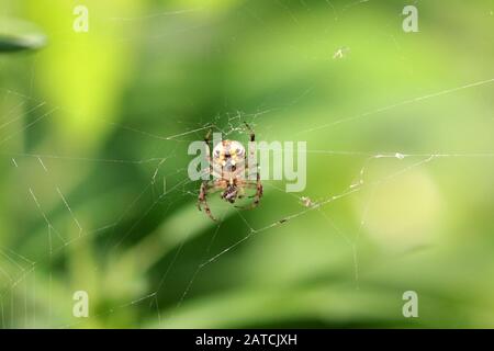 Yellow Garden Spider Stock Photo