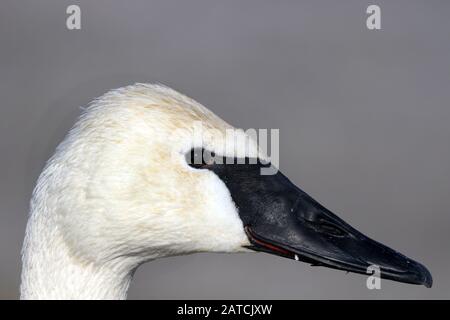Trumpeter Swan closeup Stock Photo