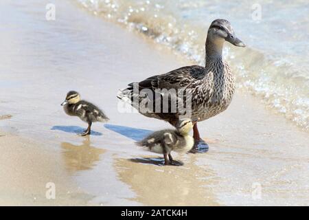 Mallard Hen at lake with two chicks Stock Photo
