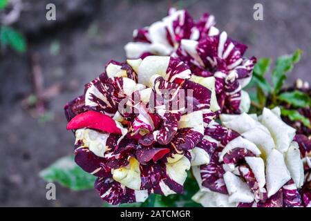 Motley in white and red rose flower bush with rain water drops in bloom at natural outdoor city garden Stock Photo