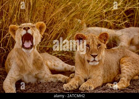 African Lion (Panthera leo) juvenile males yawning, resting on the savannah in Amboseli National Park, Kenya Stock Photo