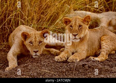 African Lion (Panthera leo) juvenile males resting on the savannah in Amboseli National Park, Kenya Stock Photo