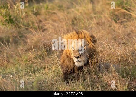 African Lion (Panthera leo) male with black mane on the savannah in Masai Mara Game Reserve, Kenya Stock Photo