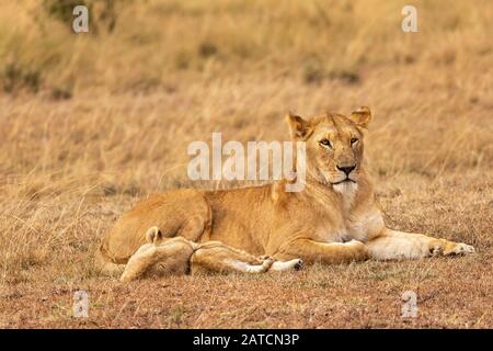 African Lion (Panthera leo) female with cubs on the savannah in Mara North Conservancy, Kenya