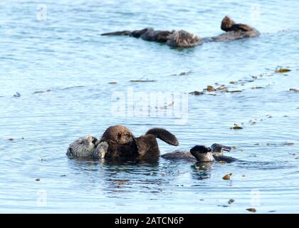 Mother Sea Otter with baby on stomach, grooming the baby. Females perform all tasks of feeding and raising offspring, and have occasionally been obser Stock Photo