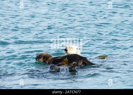 Mother Sea Otter with baby on stomach, grooming the baby in blue water. Baby trying to get away. Stock Photo