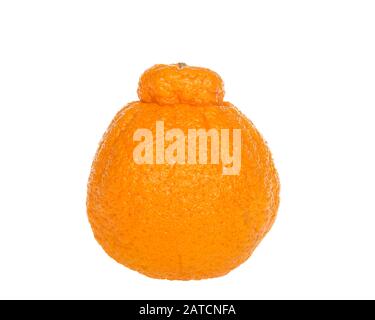 One large sumo orange isolated on white background. Native to Japan, Sumo oranges are a hybrid citrus fruit that's a cross between mandarin and a Cali Stock Photo