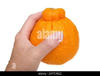 Female caucasian hand holding a large sumo orange isolated on white background. Native to Japan, Sumo oranges are a hybrid citrus fruit that's a cross Stock Photo