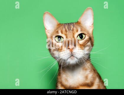 Close up portrait of an adorable orange and brown Bengal cat looking at viewer with curious expression. Green background with copy space. Stock Photo