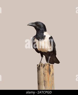 Pied Crow perched on a post Stock Photo