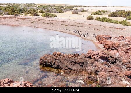 Magellanic penguins. Punta Tombo penguin colony, Patagonia, Argentina Stock Photo