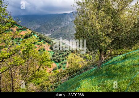 Olive groves, nets under trees for harvesting, Aspromonte National Park, near San Lorenzo, Calabria, Italy Stock Photo