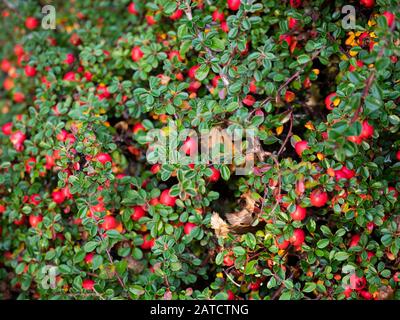 The leaves and fruit of the Common bearberry (Arctostaphylos uva-ursi), also known as Kinnikinnick. Stock Photo