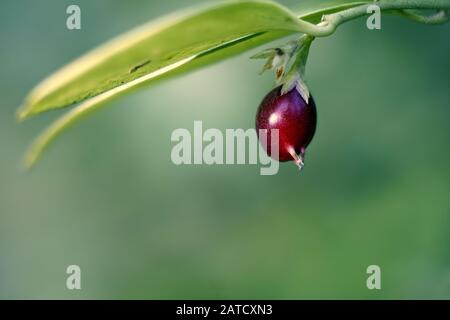Selective focus shot of a maroon-colored fruit with a blurred background Stock Photo