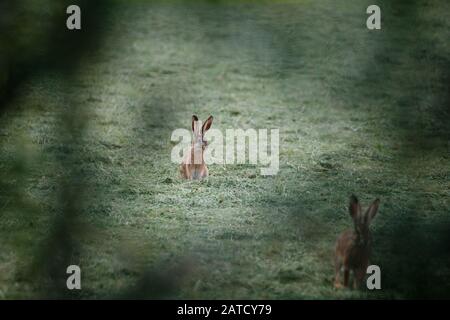 Rabbits in the grass field with a blurred background Stock Photo