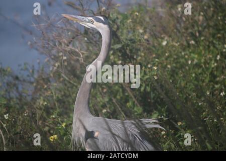 Bird called a great blue heron in walking in the forest Stock Photo