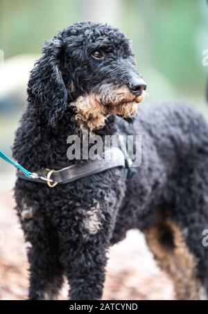 Closeup shot of a Spanish water dog on a leash looking afar