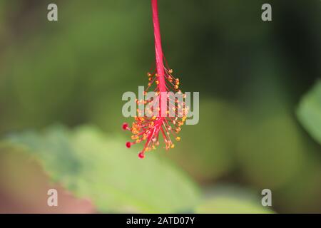 Young red hibiscus Plant flower Growing In day light Stock Photo